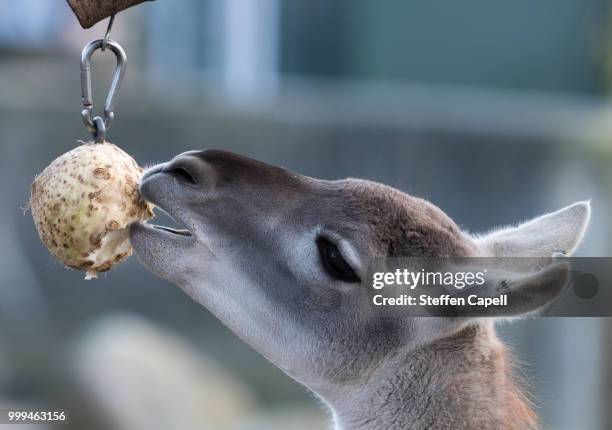 hungry - animal representation stock pictures, royalty-free photos & images