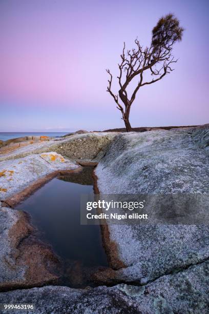 lonely tree, binalong bay, tasmania - elliott stock pictures, royalty-free photos & images