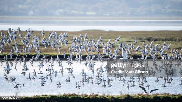 large flock of black tailed godwits in flight during autumn - antigone stock pictures, royalty-free photos & images