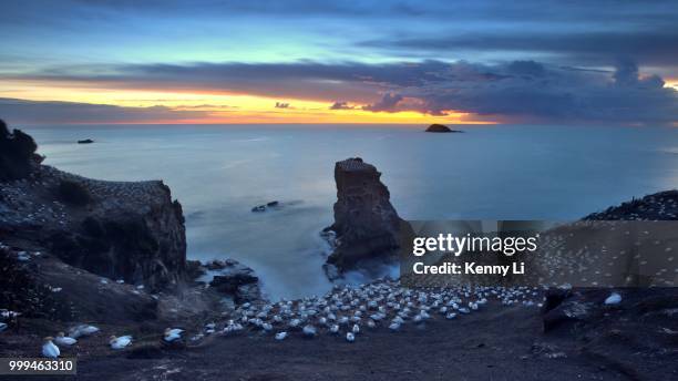 a beautiful sunset at muriwai gannet colony - kenni stock pictures, royalty-free photos & images