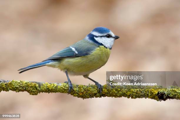 blue tit - koen stock-fotos und bilder