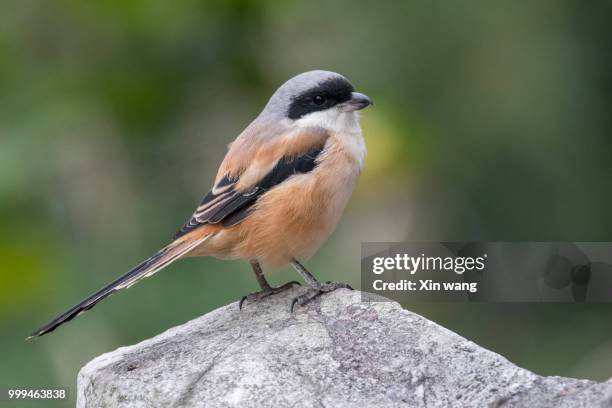 lanius schach5 - schach stockfoto's en -beelden