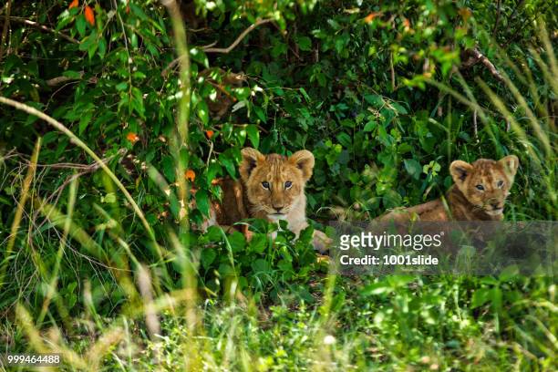 lion cubs hiding without mothers - 1001slide stock pictures, royalty-free photos & images
