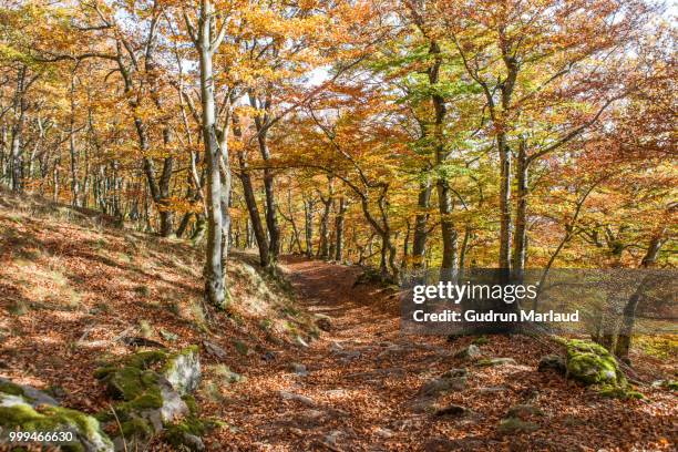 autumn walk - gudrun stock pictures, royalty-free photos & images