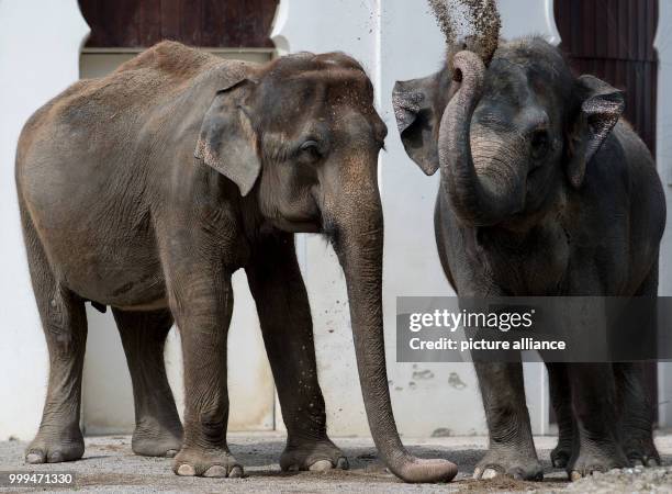 Year-old elephant senior Steffi and elephant cow Mangala stand in their enclosure at the animal park Hellabrunn in Munich, Germany, 17 August 2017....