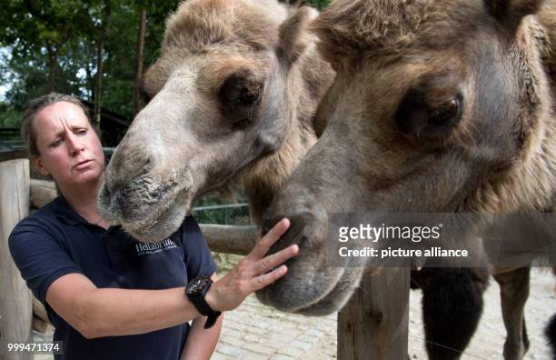 Veterinary Christine Gohl stands next to three camels in their enclosure at the animal park Hellabrunn in Munich, Germany, 17 August 2017. Photo:...