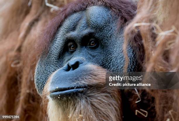 Year-old Orang Utan Bruno, photographed in his enclosure at the animal park Hellabrunn in Munich, Germany, 17 August 2017. Photo: Sven Hoppe/dpa