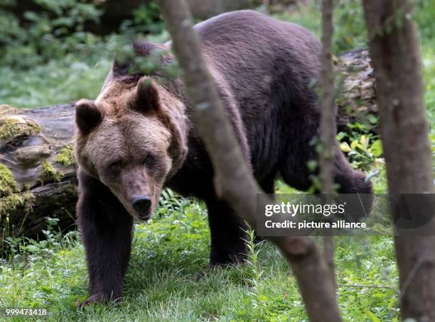 Year-old brown bear Olga, photographed in her enclosure at the animal park Hellabrunn in Munich, Germany, 17 August 2017. Photo: Sven Hoppe/dpa