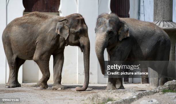 Year-old elephant senior Steffi and elephant cow Mangala stand in their enclosure at the animal park Hellabrunn in Munich, Germany, 17 August 2017....