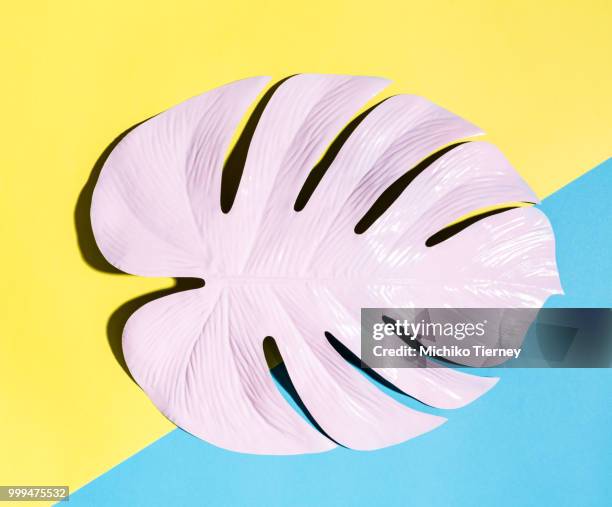 painted monstera leaf with hard shadow - arum family stock pictures, royalty-free photos & images