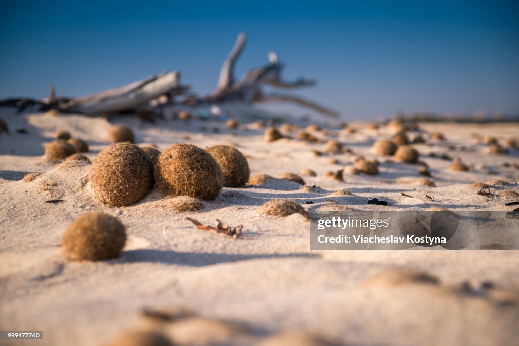 Beach in Tunisia strewn with balls of algae.