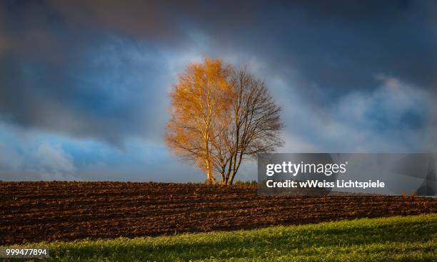 opposites (shining tree, ying&yang) - lichtspiele stock pictures, royalty-free photos & images