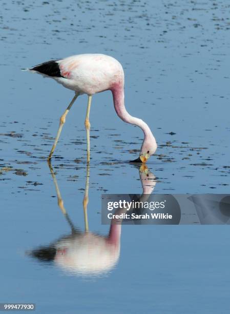 atacama salar de atacama - salar stock pictures, royalty-free photos & images