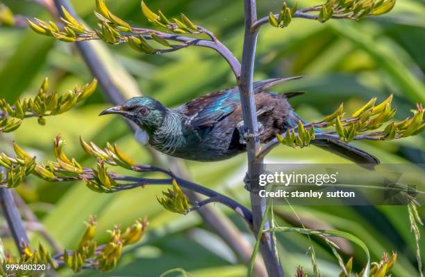 new zealand native tui - new zealand yellow stock-fotos und bilder