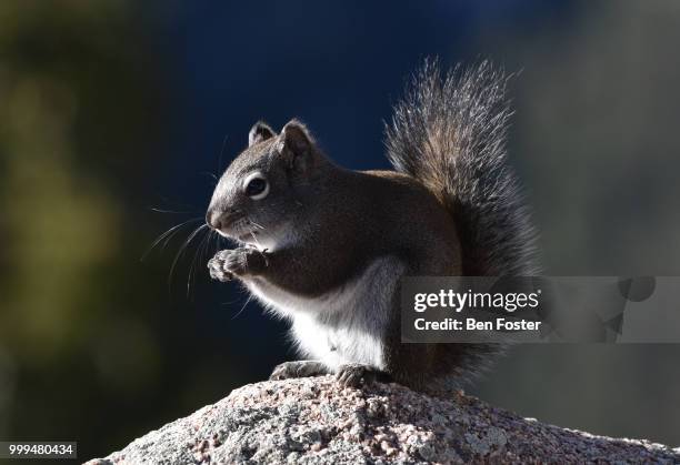 tree squirrel - tree squirrel stockfoto's en -beelden