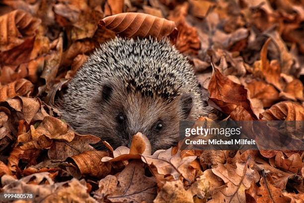 camouflage - animal themes stock pictures, royalty-free photos & images