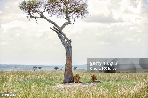 lions resting at acacia shadow - 1001slide stock pictures, royalty-free photos & images