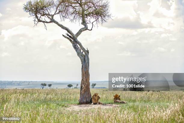 獅子在相思樹蔭下休息 - 1001slide 個照片及圖片檔
