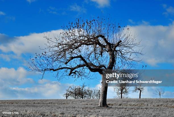 the tree - lienhard stock pictures, royalty-free photos & images