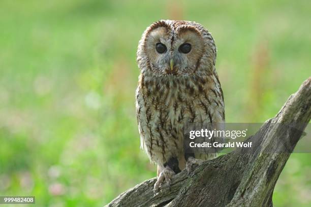 tawny owl - tawny stock pictures, royalty-free photos & images