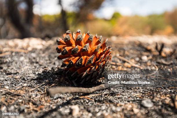 pine cone - bastão do imperador imagens e fotografias de stock