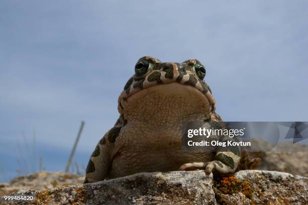 toad (bufo viridis) - common toad stock pictures, royalty-free photos & images