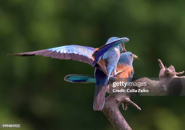 Mating Example 6,953 Wildlife Mating Stock Photos, High-Res Pictures, and Images ...