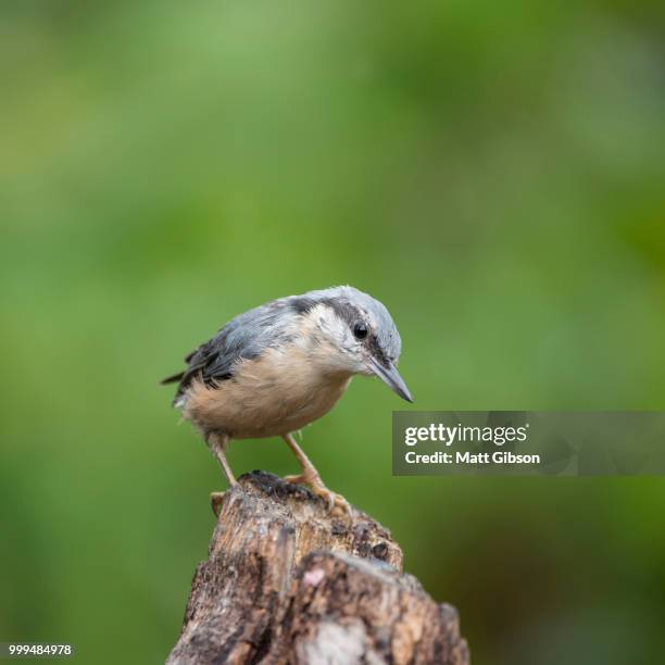 beautiful nuthatch bird sitta sittidae on tree stump in forest l - sitta stock-fotos und bilder