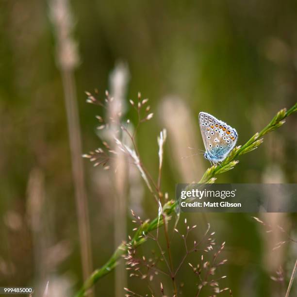 common blue butterfly polyommatus icarus on grass stem in summer - icarus stock pictures, royalty-free photos & images