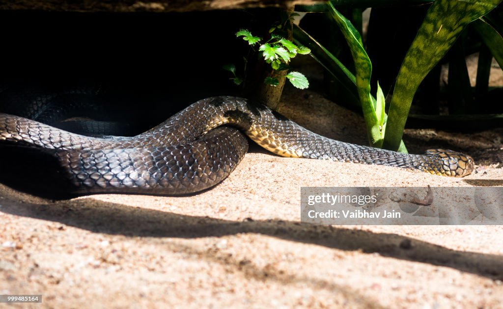 King Cobra Snake