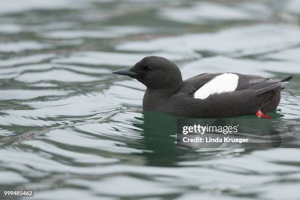 Black Guileemot High-Res Stock Photo