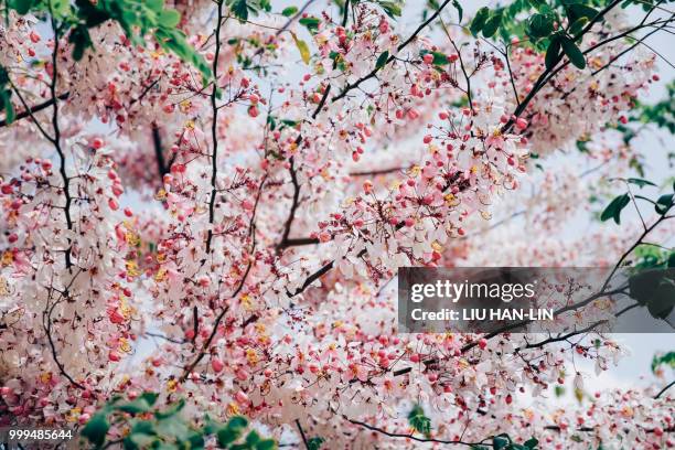 pink shower tree - lin stock pictures, royalty-free photos & images