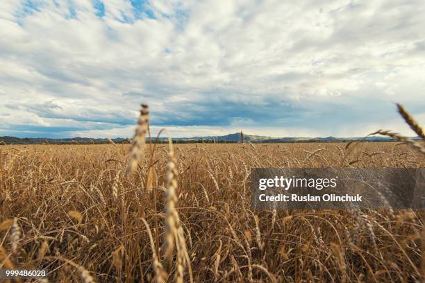 wheat field on sunset - hordeum stock pictures, royalty-free photos & images