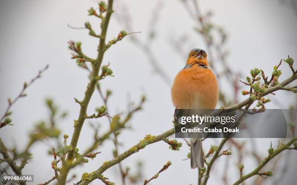 freiston shore birds - chaffinch stockfoto's en -beelden