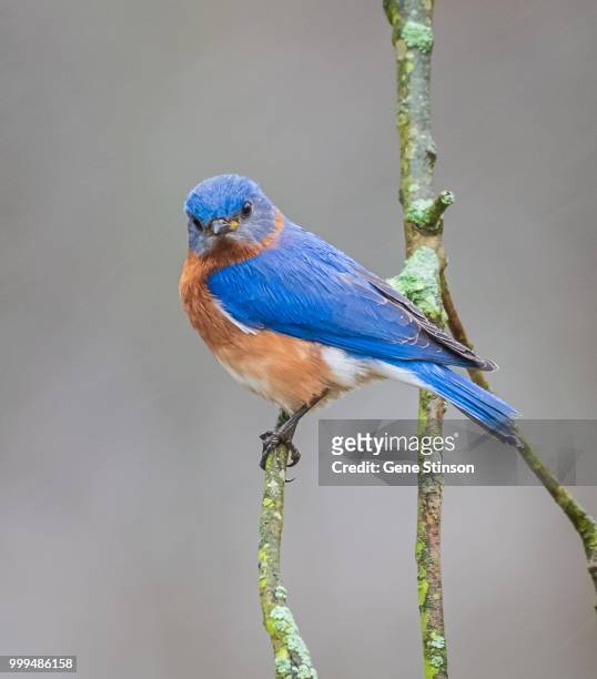eastern bluebird - bluebird stock-fotos und bilder