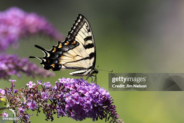 eastern tiger swallowtail - eastern tiger swallowtail stock pictures, royalty-free photos & images