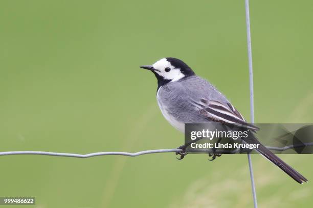 white wagtail westfjords region - wagtail stock pictures, royalty-free photos & images