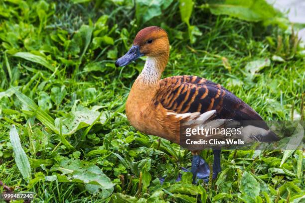 fulvous whistling duck - dendrocygna stock pictures, royalty-free photos & images