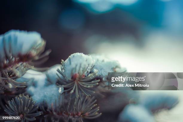 winter and nature - tube worm stock pictures, royalty-free photos & images