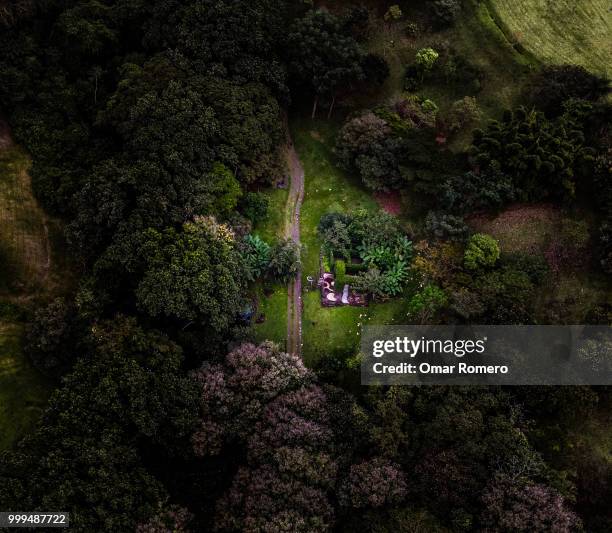 in the middle of the forest - romero foto e immagini stock