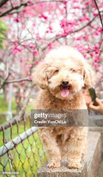 poodle and sakura - buschig stock-fotos und bilder