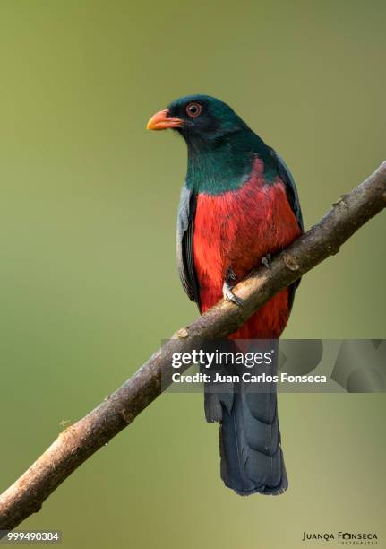 slaty-tailed trogon - slaty tailed trogon stock pictures, royalty-free photos & images