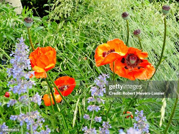 poppies and tall grasses - meyers stock-fotos und bilder