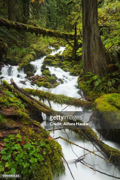 fairy falls, waterfall in the columbia river gorge, portland, oregon, united states - columbia falls stock pictures, royalty-free photos & images