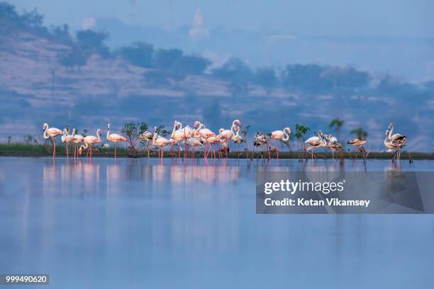 greater flamingo scape - greater than stock-fotos und bilder