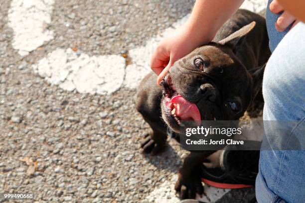 cute dog being caressed - clave stock pictures, royalty-free photos & images