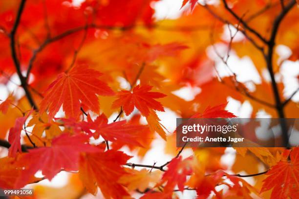 autumn leaves, germany - jager foto e immagini stock