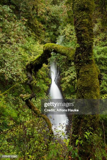 shepperd's dell falls, waterfall in the columbia river gorge, portland, oregon, united states - columbia falls stock pictures, royalty-free photos & images