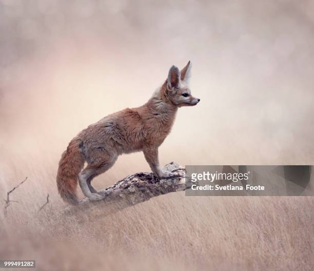 fennec fox on a tree - fennec - fotografias e filmes do acervo