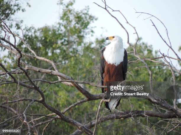 african fish eagle - ella beatty fotografías e imágenes de stock